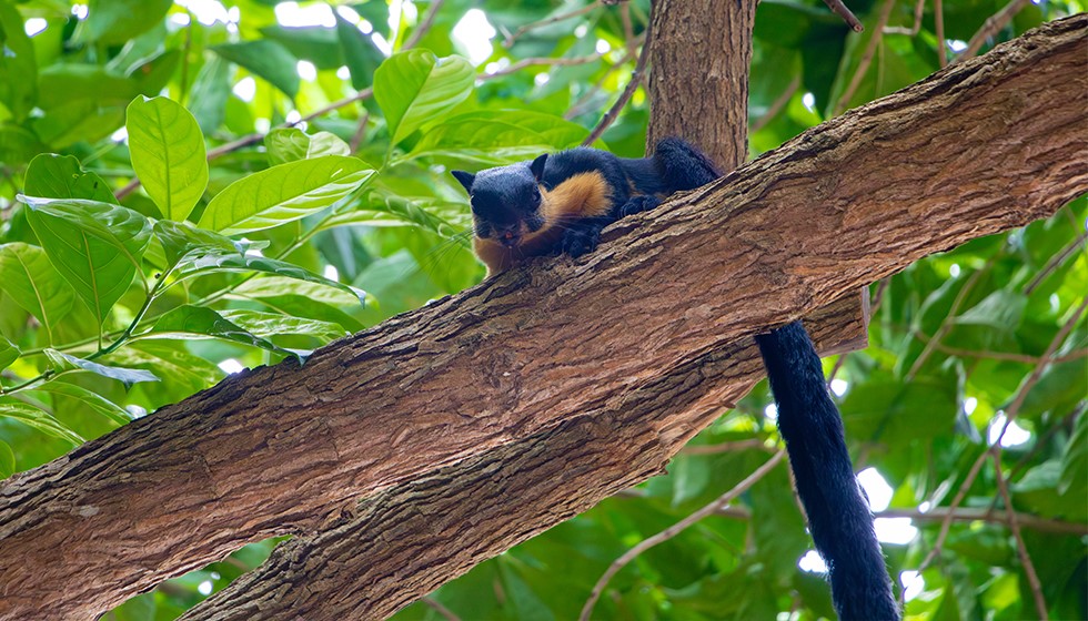 Black-Giant-Squirrel-2