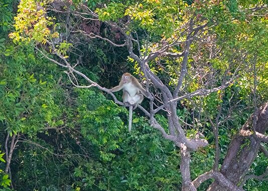 Crab-eating-Macaque-1-e1737356714524