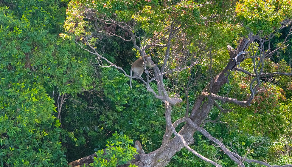 Crab-eating-Macaque-2