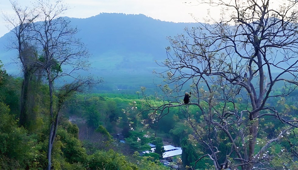 Dusky_Langur-2