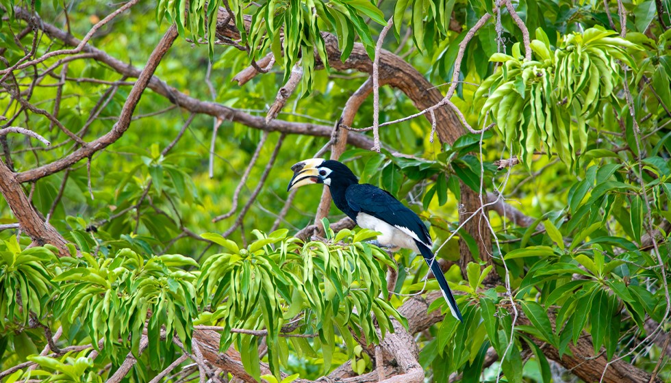 Oriental-Pied-Hornbill-1