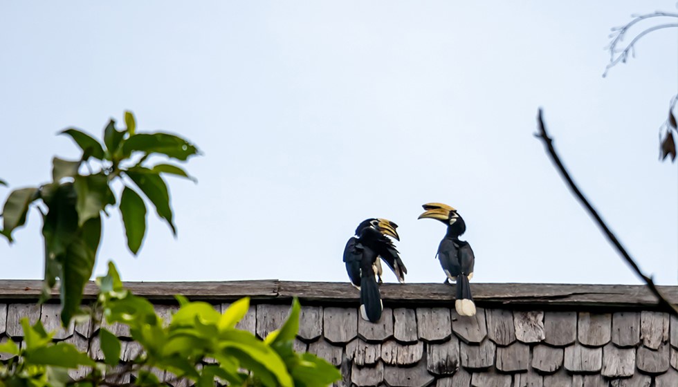 Oriental-Pied-Hornbill-10