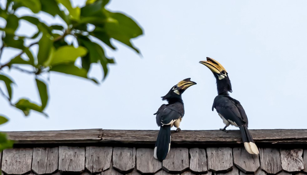 Oriental-Pied-Hornbill-2