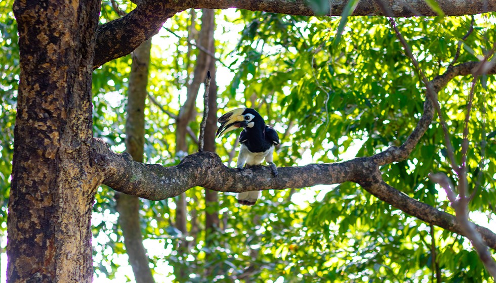 Oriental-Pied-Hornbill-3