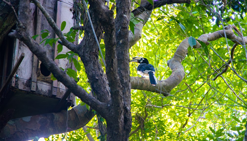 Oriental-Pied-Hornbill-4