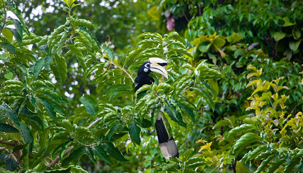 Oriental-Pied-Hornbill-6