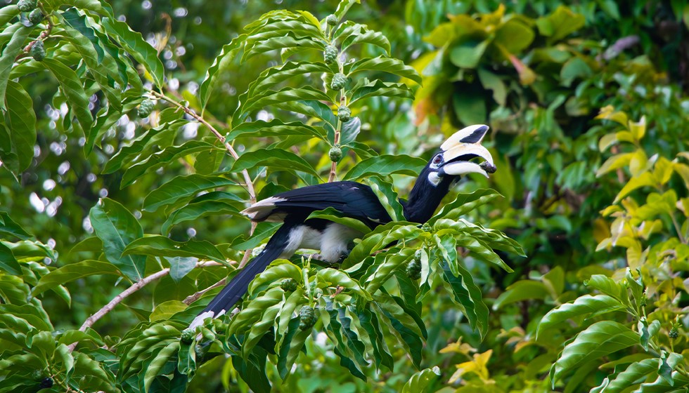 Oriental-Pied-Hornbill-7