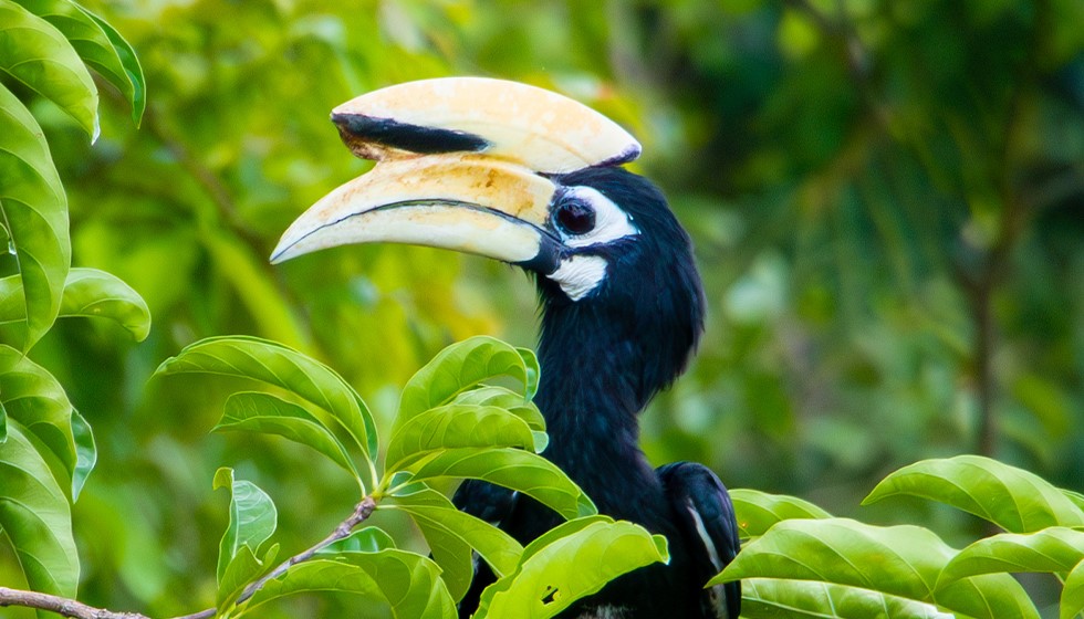 Oriental-Pied-Hornbill-8