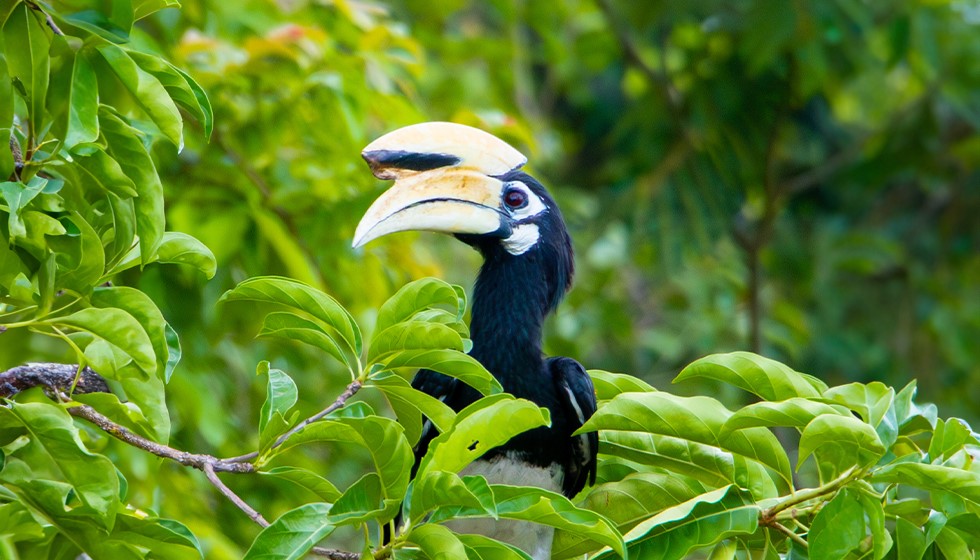 Oriental-Pied-Hornbill-9