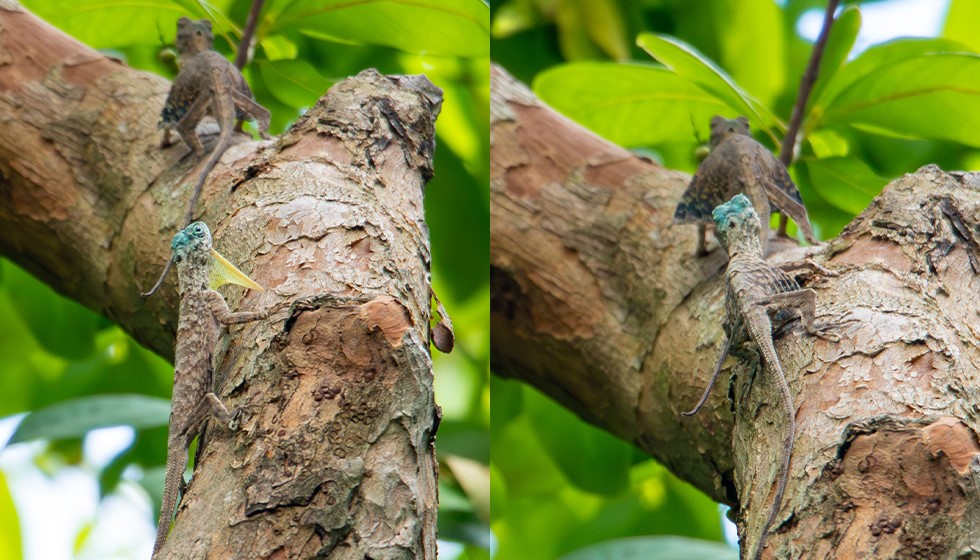 sumatran-gliding-lizard-1