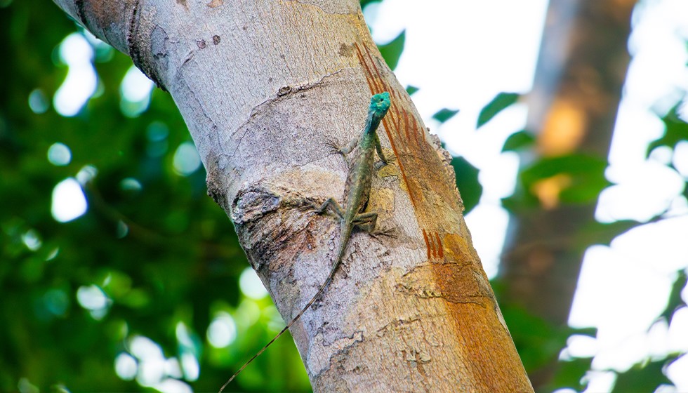 sumatran-gliding-lizard-2