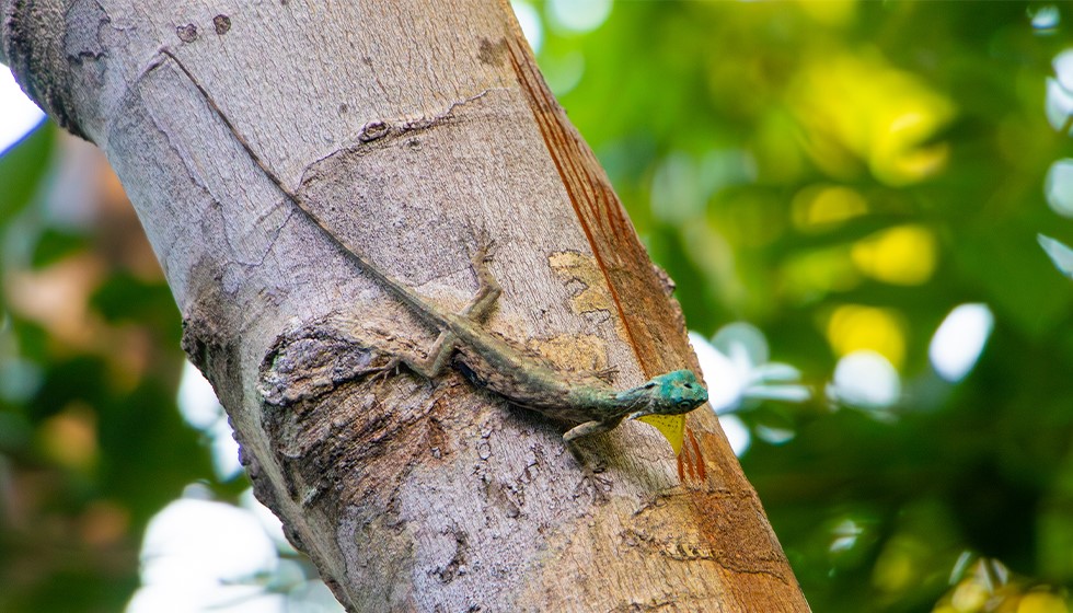 sumatran-gliding-lizard-3