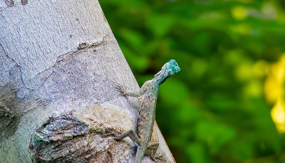 sumatran-gliding-lizard-4